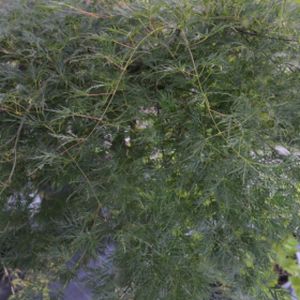 Acer palmatum var. dissectum 'Emerald Lace' 7.5L