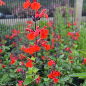 Salvia greggii 'Royal Bumble' 1L