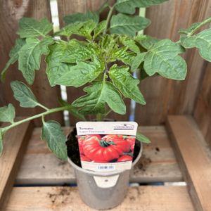 Tomato 'Super Marmande' (9cm Pot)