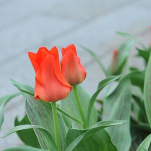 Tulip Tulipa 'Red Riding Hood' Multi-pack