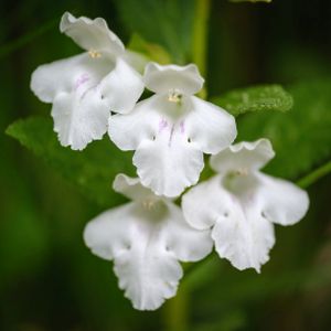 Melittis melissophyllum White-Flowered 2L
