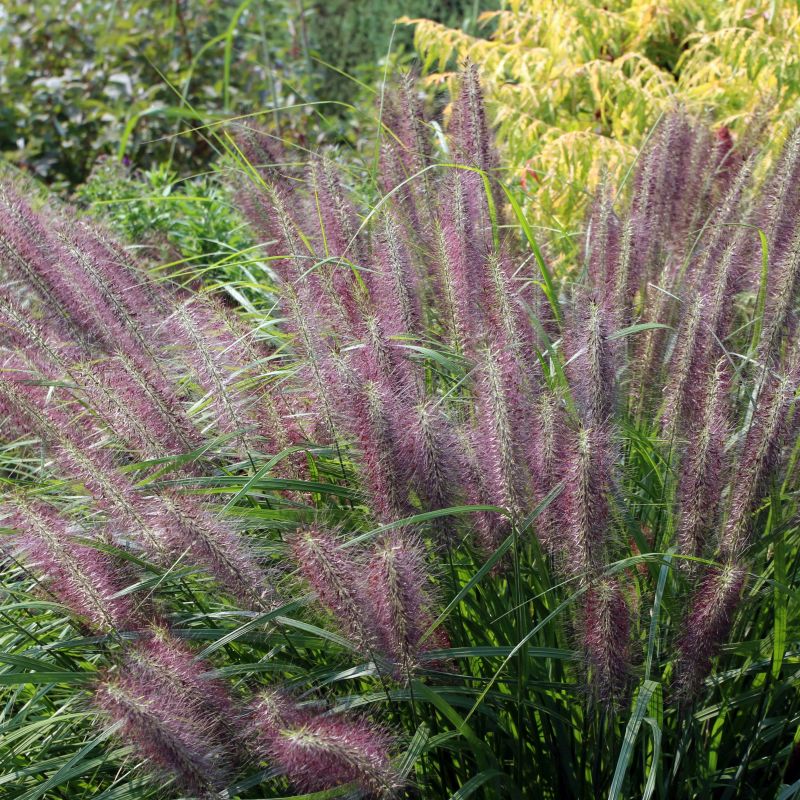 Pennisetum alopecuroides 'Red Head' - Coolings Garden Centre