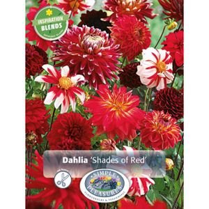 Simple Dahlia Shades Of Red Blend
