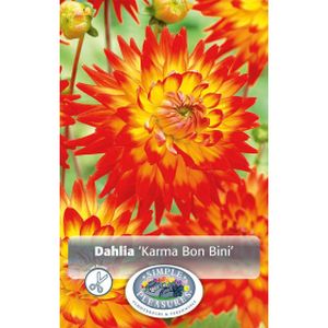 Simple Dahlia Karma Bon Bini
