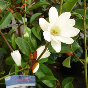 Michelia (syn. Magnolia) 'Fairy Magnolia' 3L