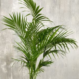 Kentia Palm Howea forsteriana (24cm Pot) 'Air So Pure' 120cm