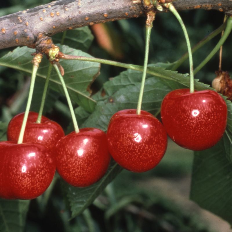 Cherry Prunus 'Morello' (AGM) (Colt) Bush 12L