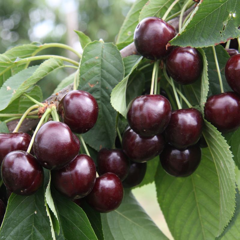 Cherry Prunus 'Sweetheart' (Gisela 5) Patio 11.5L