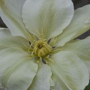 Clematis 'Mary Claire' 2L