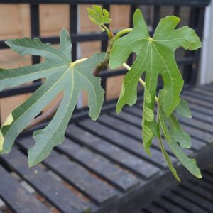 Fig Ficus carica 'Dalmatie' 12L