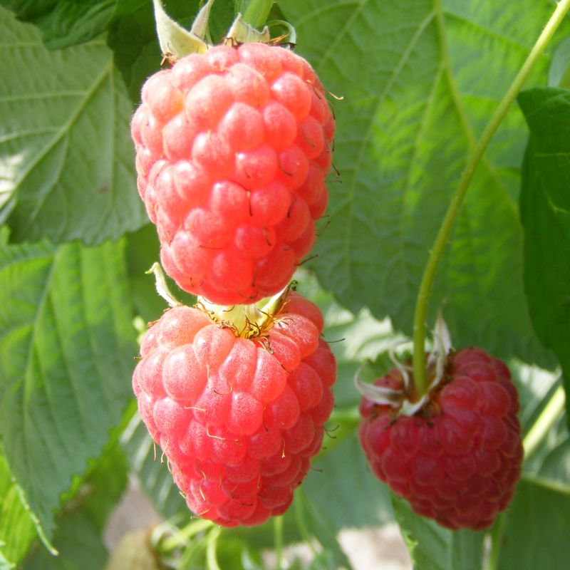 Raspberry Rubus 'Malling Admiral' (AGM) 3L (5)
