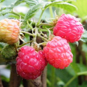 Raspberry Rubus 'Glen Clova' (AGM) 3L
