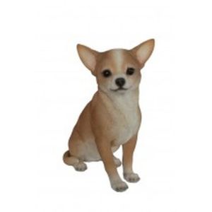 Vivid RL Chihuahua D
