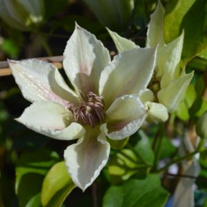 Clematis 'Corinne' (syn 'Evipo063') 3L