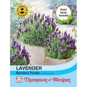 Thompson & Morgan Lavender Bandera Purple