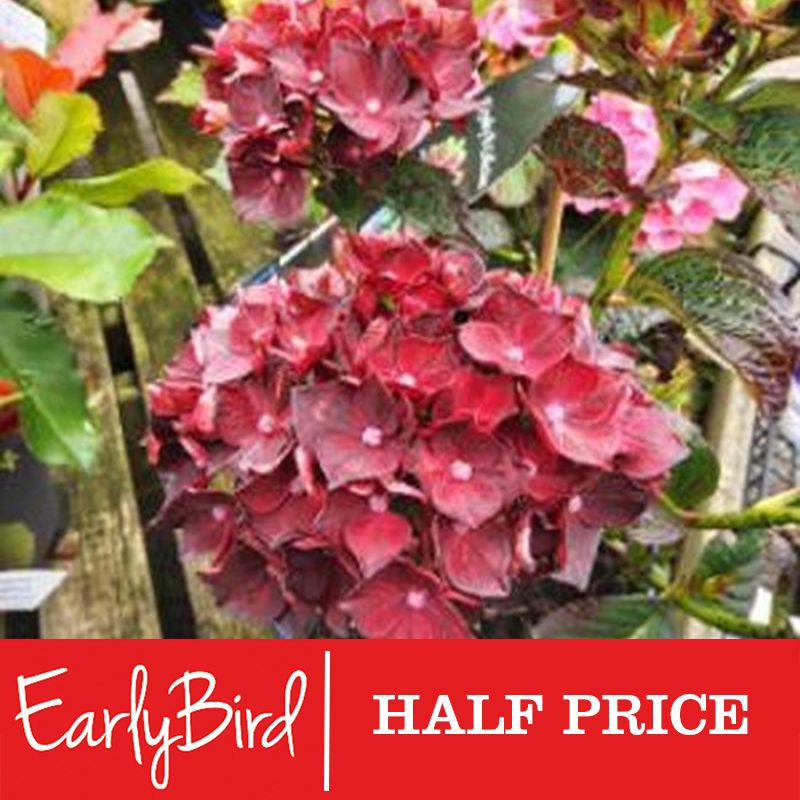 Hydrangea macrophylla Royalty Collection (Mixed) 3L