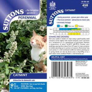 Suttons Catmint