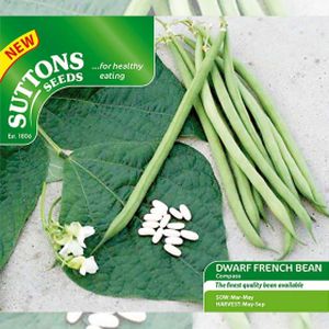Suttons Dwarf French Bean - Compass