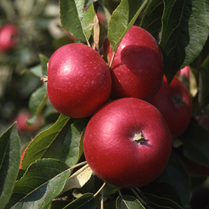 Apple Malus 'Discovery' (AGM) (M27) Patio 11.5L