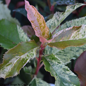 Photinia serratifolia 'Pink Crispy' 2L