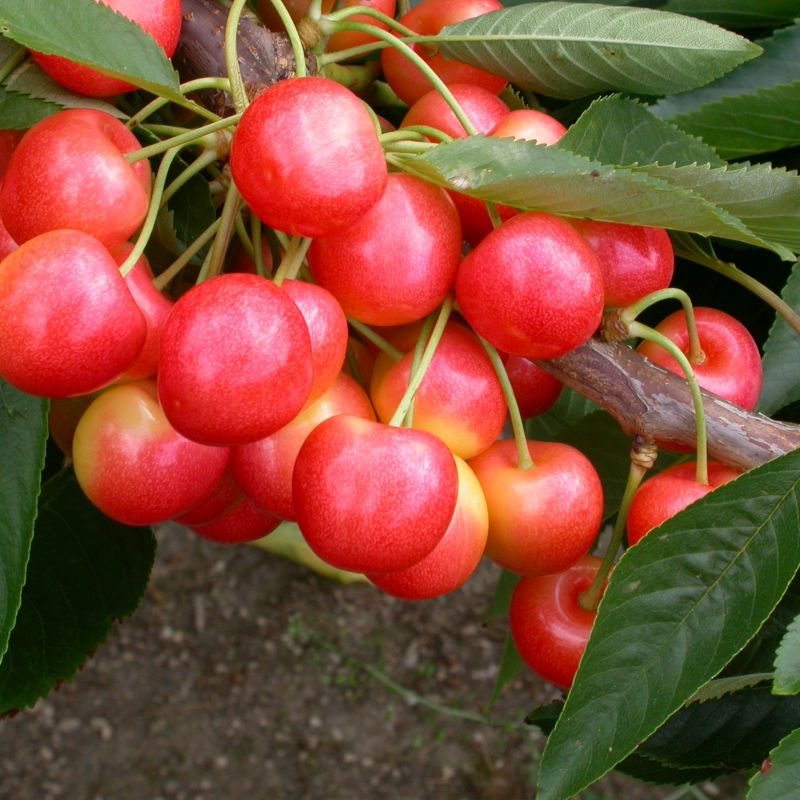 Cherry Prunus 'Stardust' (Gisela 5) Patio 11.5L
