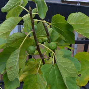 Fig Ficus carica 'Jordan' 5L