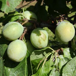 Gage Prunus 'Dennistons Superb' (AGM) (SJA) Bush 12L