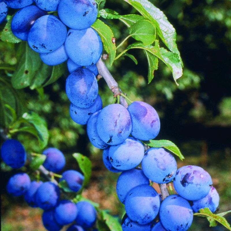 Damson Prunus 'Shropshire Prune' (AGM) (VVA-1) Bush 12L