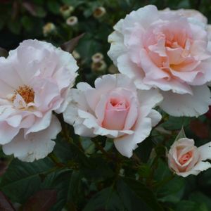 Rosa 'A Whiter Shade of Pale' (Standard) 10L