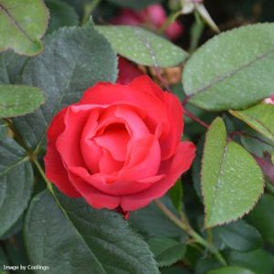 Rosa 'Cherry Bonica' (Shrub) (AGM) 5L
