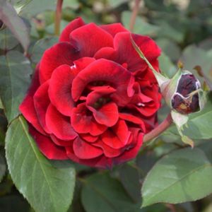 Rosa 'Claret' (Hybrid Tea) 5L