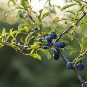 Blackthorn/Sloe Prunus spinosa (80-100cm) Bare Root
