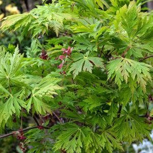 Acer japonicum 'Aconitifolium' (AGM) 20L
