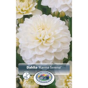 Simple Pleasures Dahlia Karma Serena
