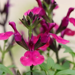 Salvia 'Love and Wishes' 3L