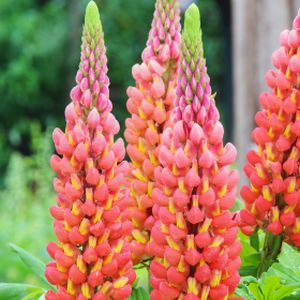 Lupinus West Country 'Terracotta' 5L