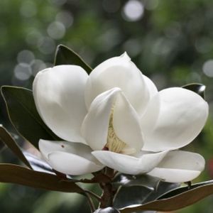 Magnolia grandiflora 'Little Gem' 1/2 Std 18L