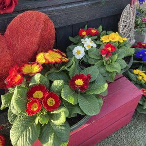 Planted Arrangement- Outdoor £16.99