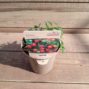 Tomato 'Red Profusion' (9cm Pot)