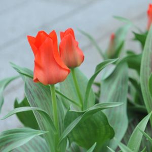 Tulipa 'Red Riding Hood' (AGM) (22cm Bowl)