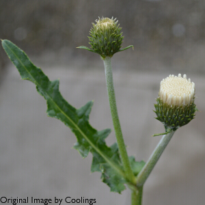Cirsium rivulare 'Frosted Magic' 3L