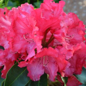 Rhododendron 'Markeeta's Prize' (AGM) (Hybrid) 20L