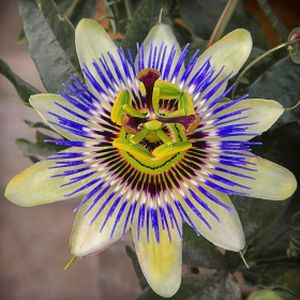 Passiflora 'Silly Cow' 3L