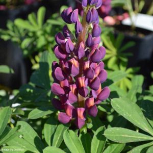 Lupinus West Country 'Masterpiece' 3L