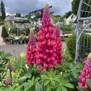 Lupinus West Country 'Red Rum' 3L