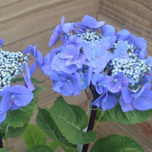 Hydrangea macrophylla 'Zorro Blue' 5L