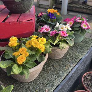 Planted Arrangement- Outdoor £14.99