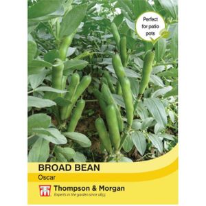 Thompson & Morgan Broad Bean Oscar