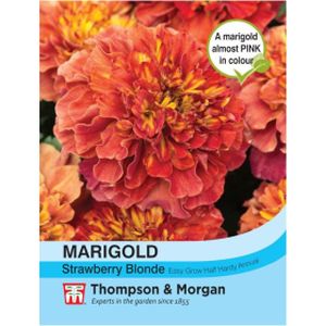 Thompson & Morgan Marigold (french) Strawberry Blonde
