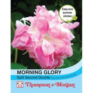 Thompson & Morgan Morning Glory Split Second Double